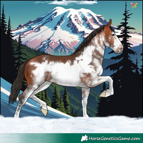 Horse Color:White Spotted Bay Frame 
