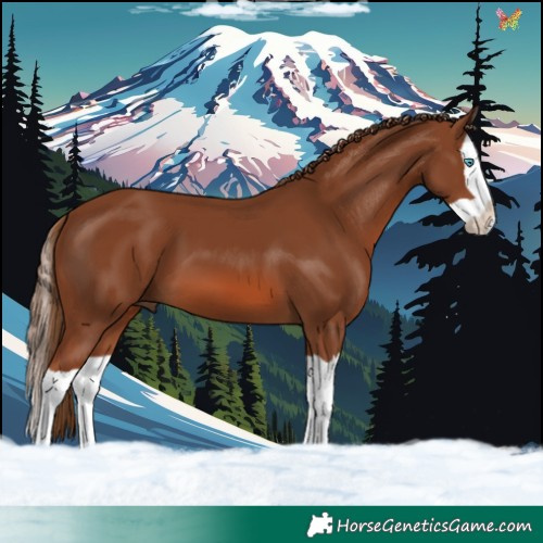 Horse Color:Chestnut Splash 