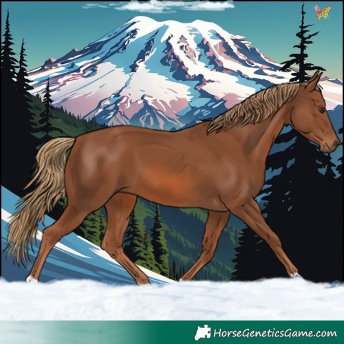 Horse Color:Chestnut 