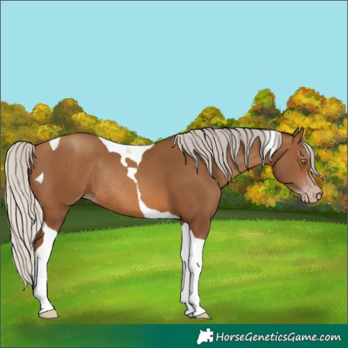 Horse Color:Gray Silver Amber Champagne Tobiano Rabicano 