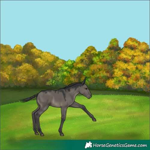 Horse Color:Grullo 