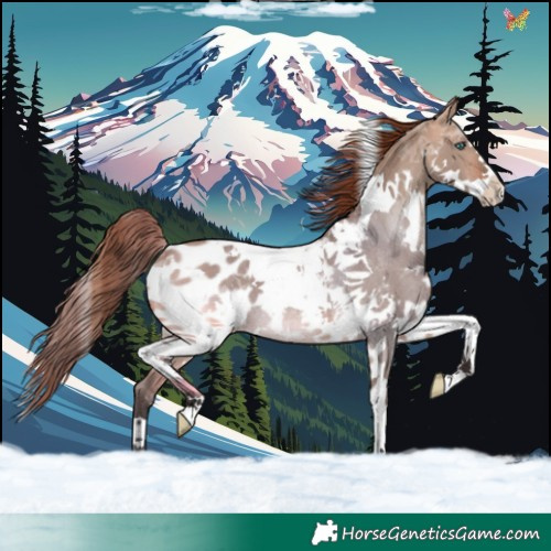 Horse Color:Bay Dun Splash Tobiano Appaloosa Rabicano