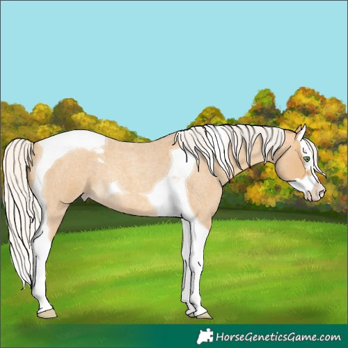 Horse Color:Silver Amber Cream Champagne Roan Splash Tobiano 
