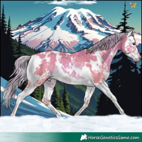 Horse Color:Watercolor White Spotted Palomino Splash Rabicano