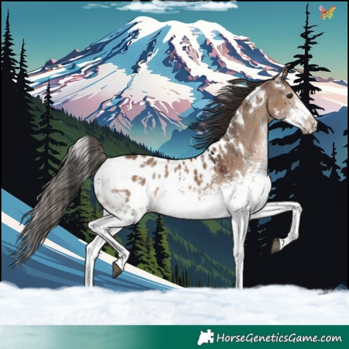 Horse Color:White Spotted Liver Red Dun Appaloosa Rabicano