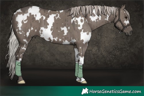 Horse Color:White Spotted Silver Grullo Brindle 