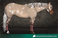 Horse Color:White Spotted Silver Brown Dun