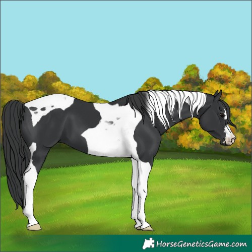 Horse Color:Black Tobiano