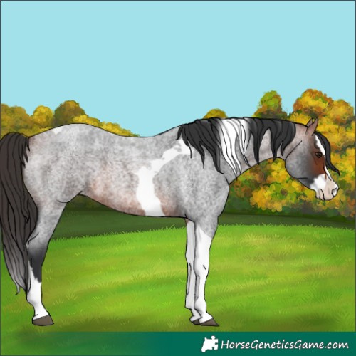 Horse Color:Bay Roan Splash Tobiano 