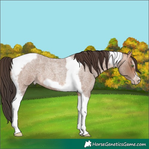 Horse Color:Sable Champagne Roan Tobiano Frame 