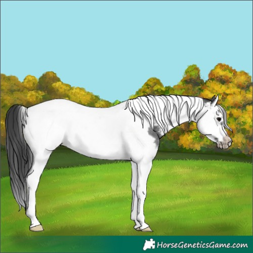 Horse Color:Blue Roan Splash Tobiano Frame Appaloosa 