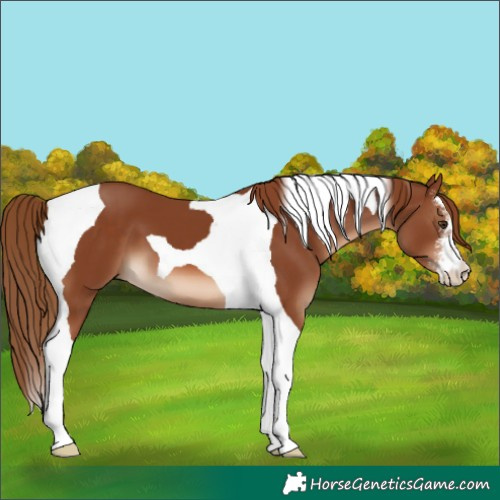 Horse Color:White Spotted Chestnut Tobiano 