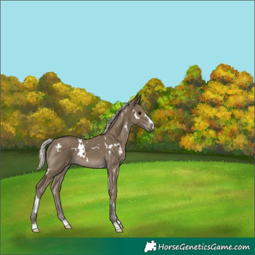 Horse Color:White Spotted Silver Smoky Black 