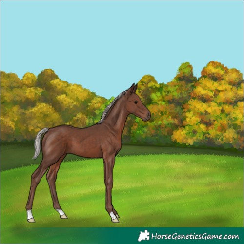 Horse Color:Silver Black