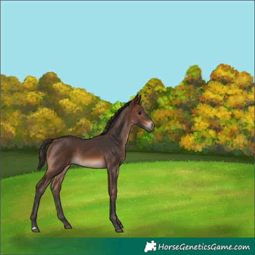 Horse Color:Brown 