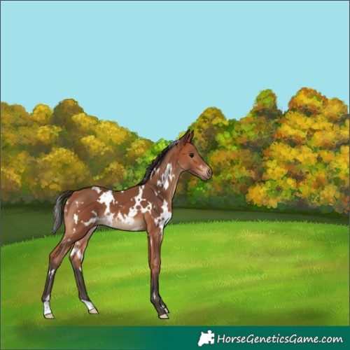 Horse Color:White Spotted Bay 