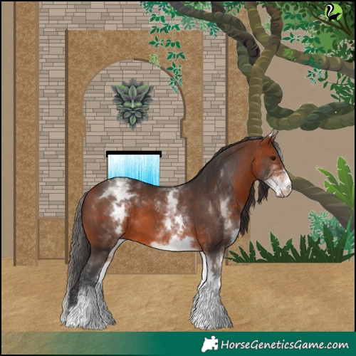 Horse Color:White Spotted Bay 