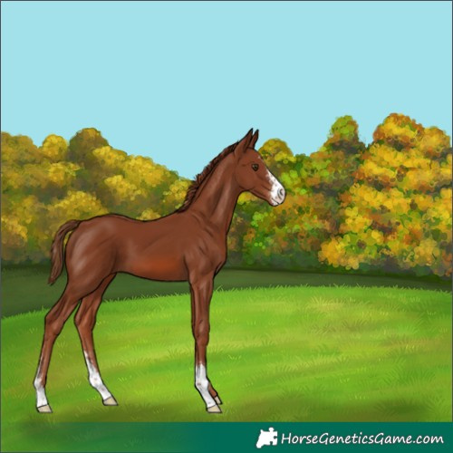 Horse Color:Chestnut Sabino 