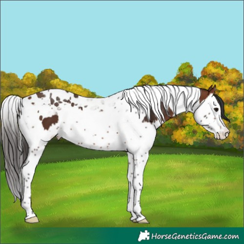Horse Color:Brown Splash Tobiano 