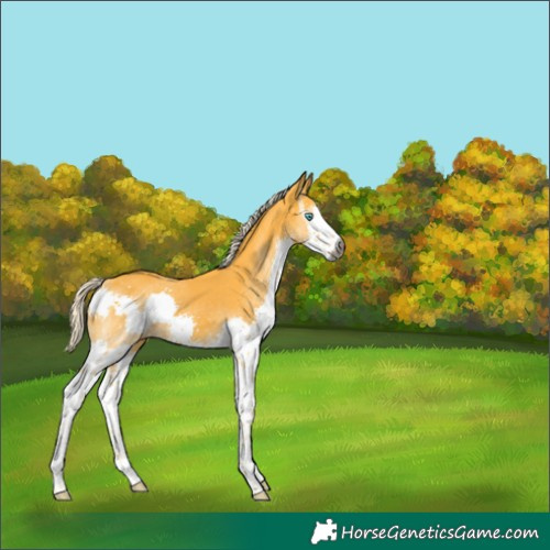 Horse Color:Gray Palomino Sabino Splash 