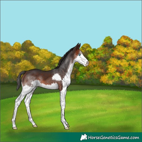 Horse Color:Brown Splash 