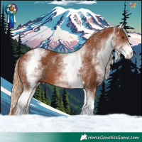 Horse Color:White Spotted Chestnut