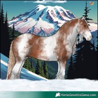 Horse Color:White Spotted Chestnut 