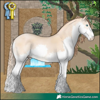 Horse Color:Buckskin Pearl Splash