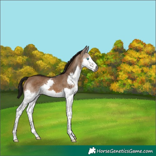 Horse Color:Gray Bay Dun Splash 
