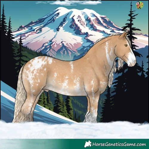 Horse Color:Palomino Sabino Appaloosa