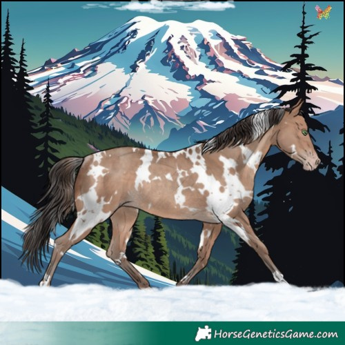 Horse Color:White Spotted Sable Champagne Rabicano 
