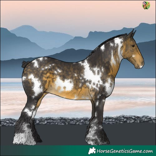 Horse Color:White Spotted Buckskin 