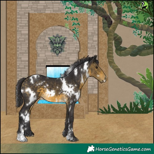 Horse Color:White Spotted Buckskin 