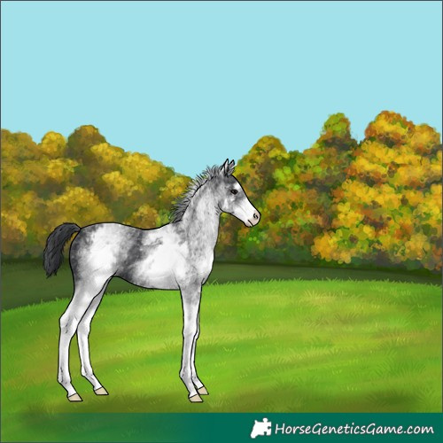 Horse Color:White Spotted Black