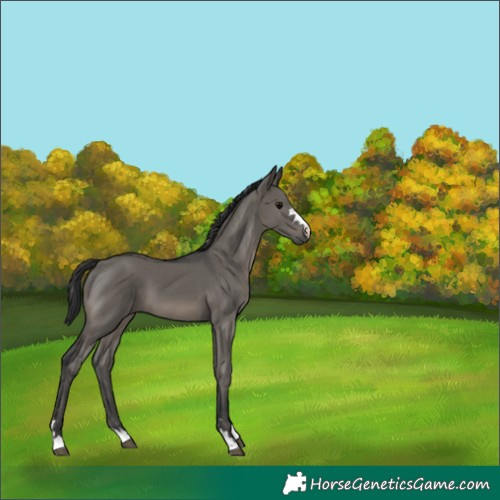 Horse Color:Grullo