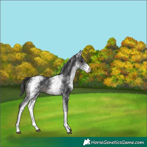Horse Color:White Spotted Black