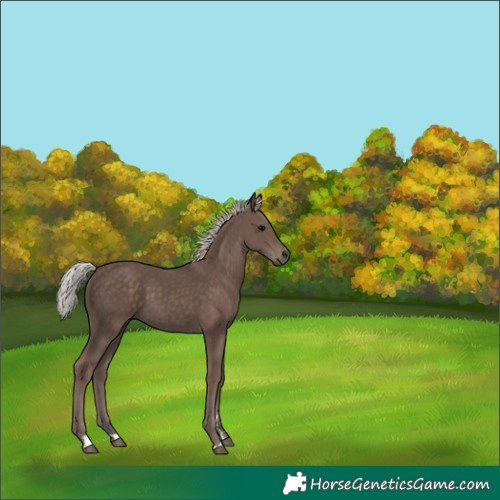 Horse Color:Silver Black