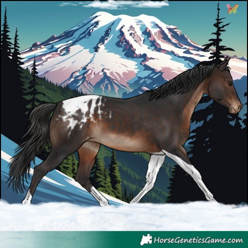 Horse Color:Brown Tobiano Blanket 
