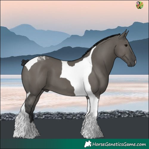 Horse Color:Grullo Tobiano 