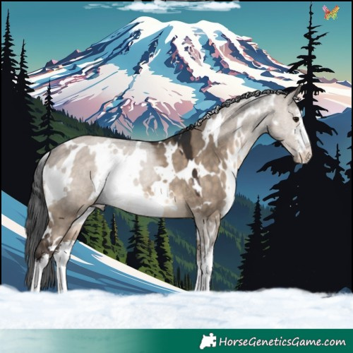 Horse Color:White Spotted Brown Dun 