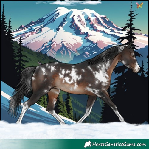 Horse Color:White Spotted Brown Rabicano 