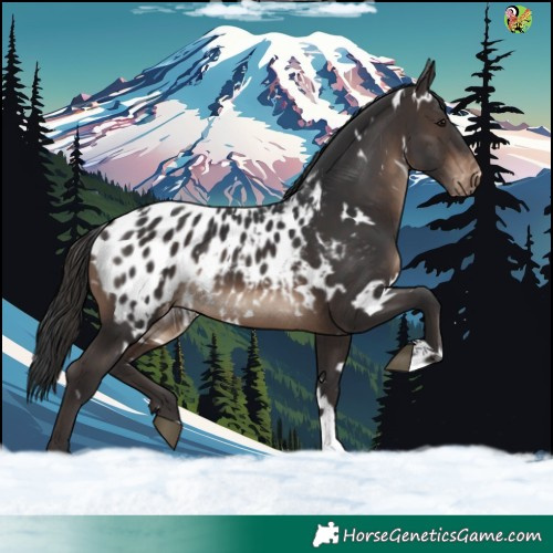 Horse Color:White Spotted Brown Appaloosa 