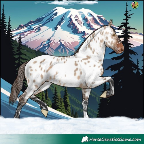 Horse Color:White Spotted Brown Dun Near Leopard 