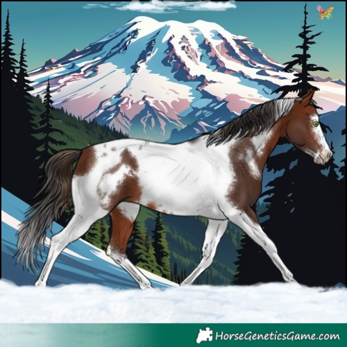 Horse Color:Bay Tobiano Frame 