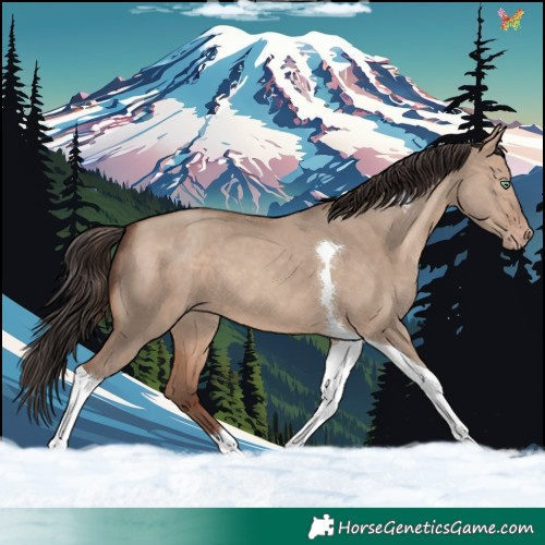 Horse Color:Sable Champagne Dun Tobiano 