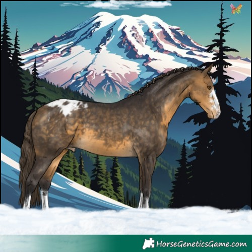Horse Color:Buckskin Blanket 