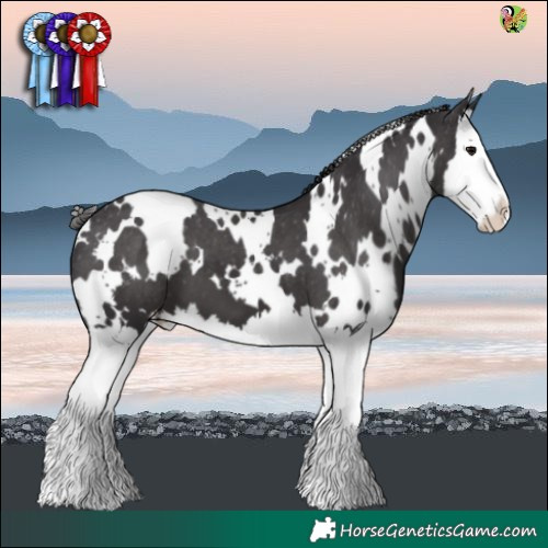 Horse Color:White Spotted Smoky Black Splash Varnish 