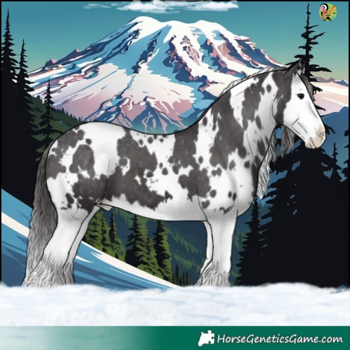 Horse Color:White Spotted Smoky Black Splash Appaloosa 