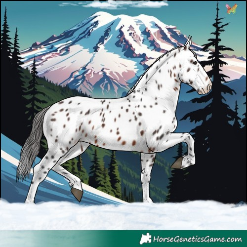 Horse Color:White Spotted Brown Leopard 