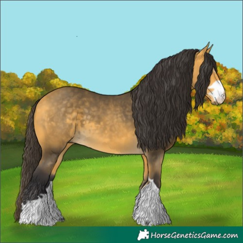 Horse Color:Buckskin 